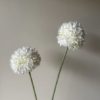 VKW, Allium hvit