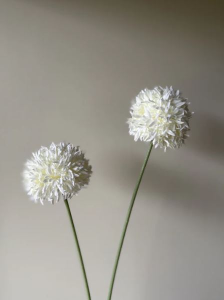 VKW, Allium hvit