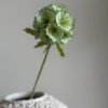VKW, Scabiosa grønn/hvit