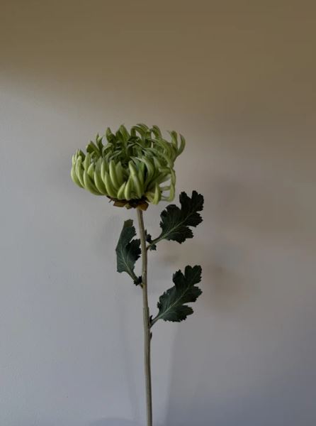 VKW, Krysantemum