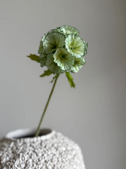 VKW, Scabiosa grønn/hvit