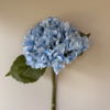 VKW, Hortensia, lys blå