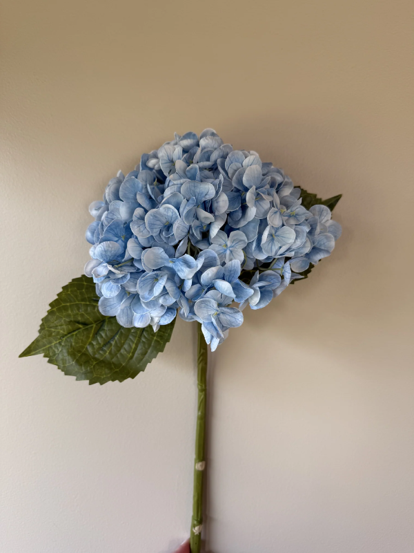 VKW, Hortensia, lys blå