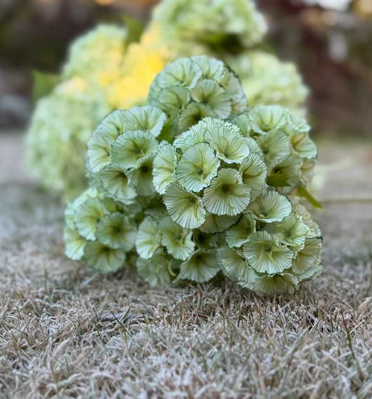 gallery-22551-for-113736