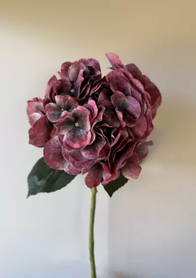 VKW, Hortensia Burgunder