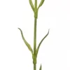 Mr Plant, Nejlika Cream