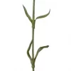 Mr Plant, Nejlika Red