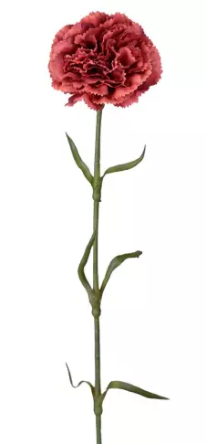 Mr Plant, Nejlika Red