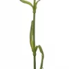 Mr Plant, Nejlika Red