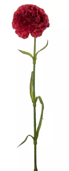 Mr Plant, Nejlika Red