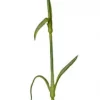Mr Plant, Nejlika Pink