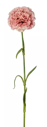 Mr Plant, Nejlika Pink