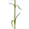 Mr Plant, Nejlika Pink