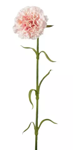 Mr Plant, Nejlika Pink