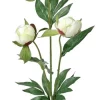 Mr Plant, Pion White