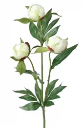 Mr Plant, Pion White