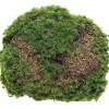 Mr Plant, Mosskudde
