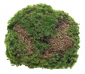 Mr Plant, Mosskudde