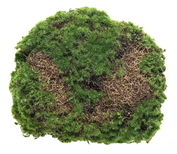 Mr Plant, Mosskudde