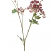 Mr Plant, Angelica Pink