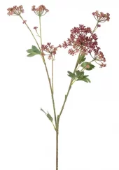 Mr Plant, Angelica Pink