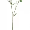 Mr Plant, Angelica Green