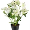 Mr Plant, Helleborus i kruka Green