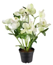 Mr Plant, Helleborus i kruka Green