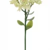 Mr Plant, Kärleksört White
