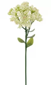 Mr Plant, Kärleksört White