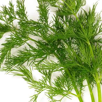 dill