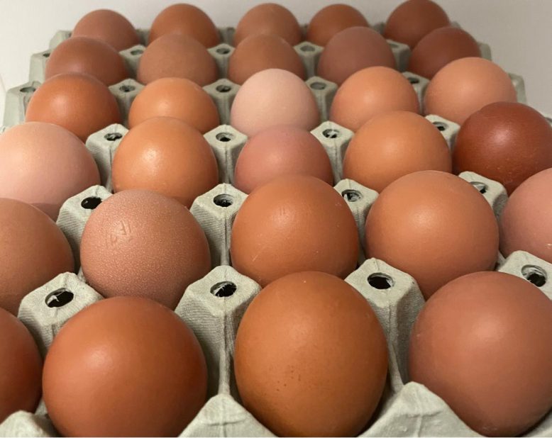 Store brune egg på brett, 30 stk.