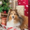 Trixie Julekalender Til Hund