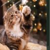 Trixie Julekalender Til Katt