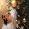 Trixie Premio Julekalender Til Hund
