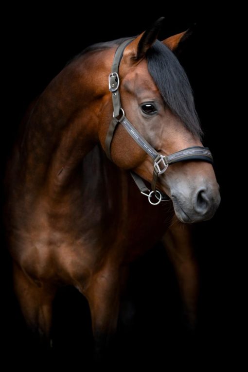 HorseGuard Maison