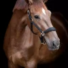 HorseGuard Diya Grime 2.0