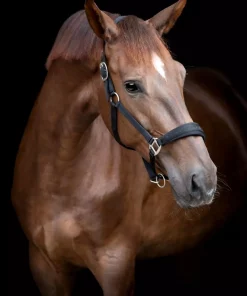 HorseGuard Diya Grime 2.0