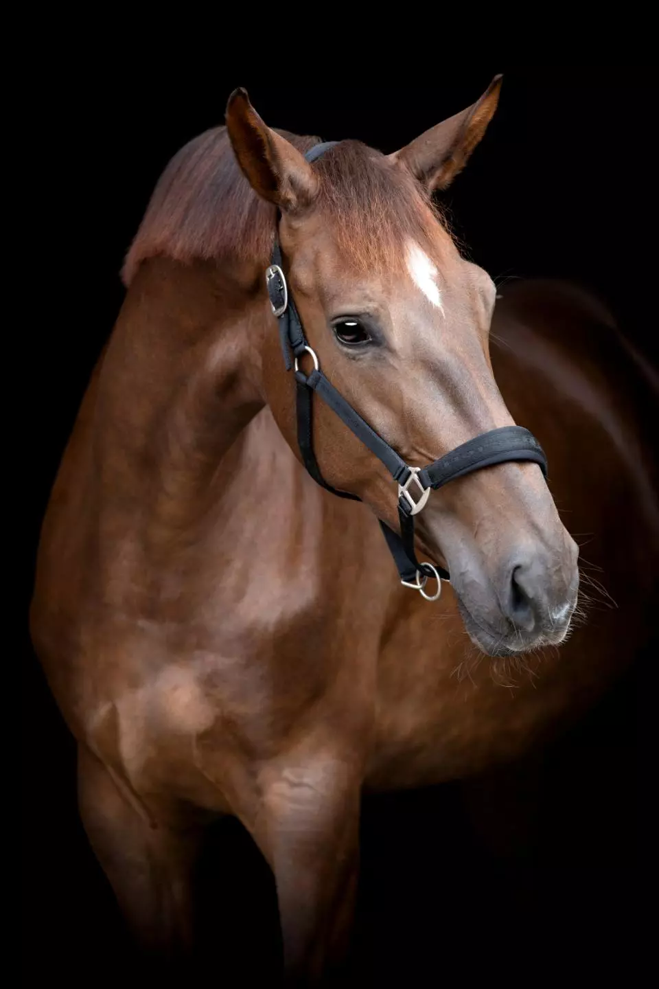 HorseGuard Diya Grime 2.0