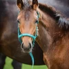 HorseGuard Malva Føllgrime - Handsome Boy