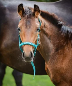 HorseGuard Malva Føllgrime - Handsome Boy
