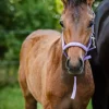 HorseGuard Malva Føllgrime - Pretty Girl