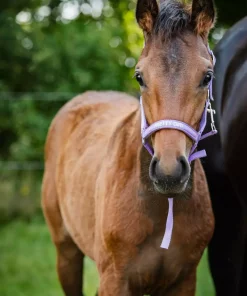 HorseGuard Malva Føllgrime - Pretty Girl