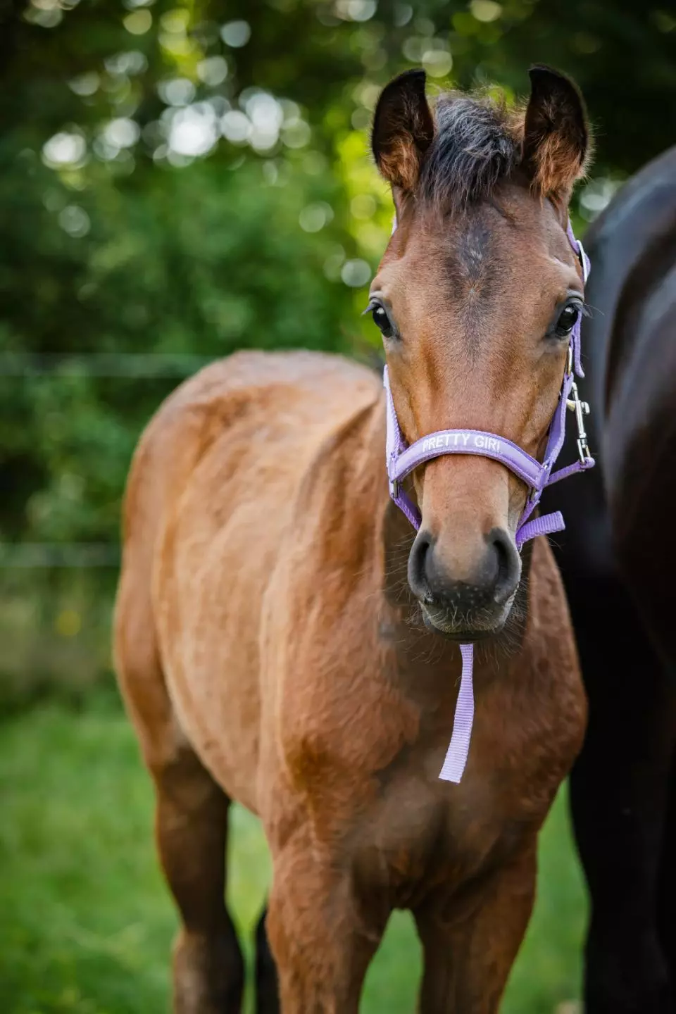 HorseGuard Malva Føllgrime - Pretty Girl