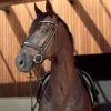 HorseGuard Ava Rundsydd Hodelag