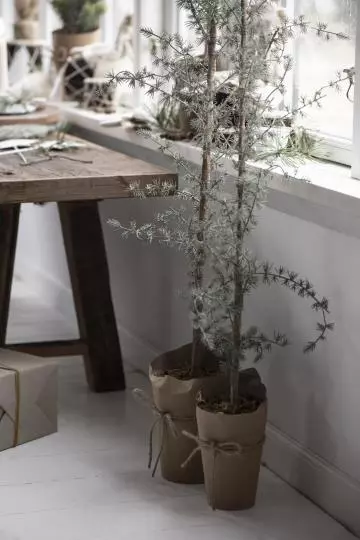 Cedertre i potte stor