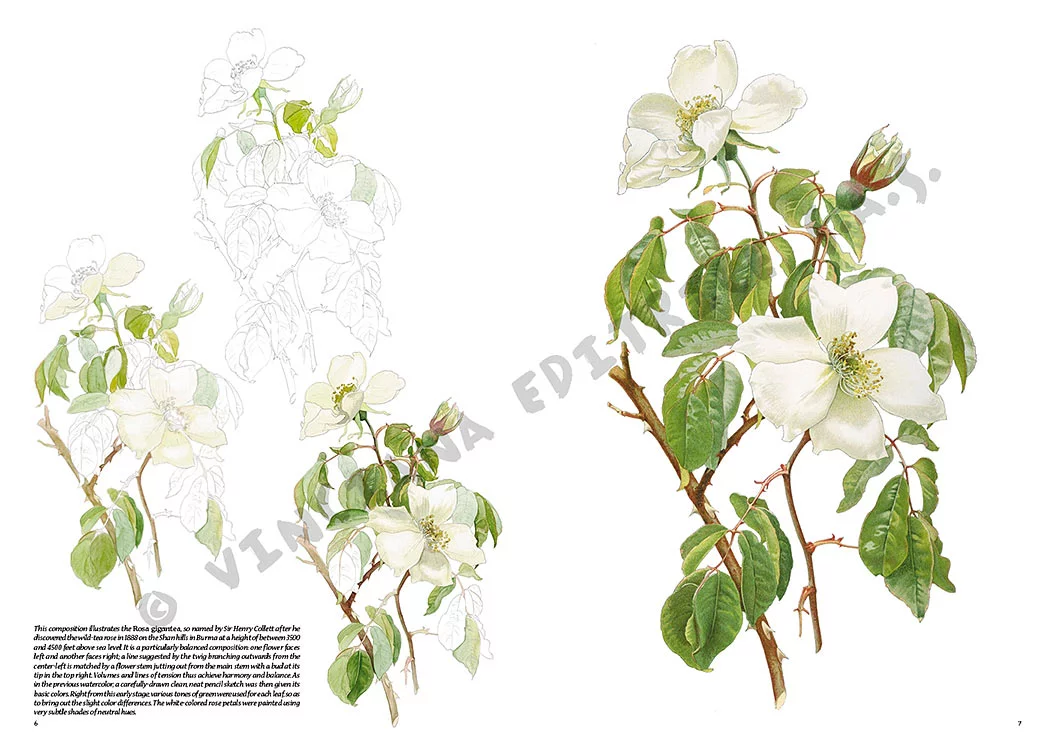 gallery-18570-for-109952