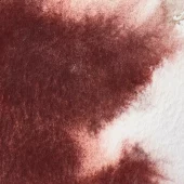 gallery-21374-for-102930