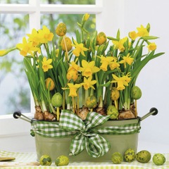 Lunsj servietter daffodils 33x33