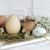 Lunsj servietter Pastel Eggs